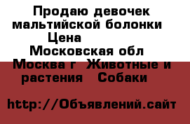 Продаю девочек мальтийской болонки › Цена ­ 35 000 - Московская обл., Москва г. Животные и растения » Собаки   